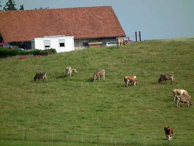 Schnenberg