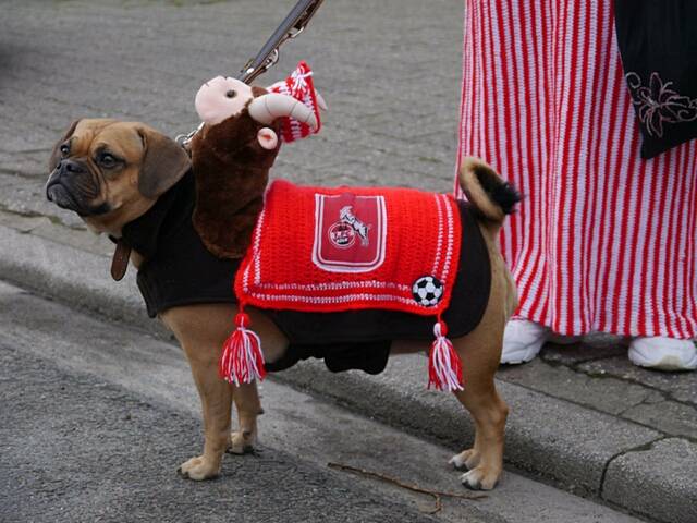 Karnevalszug 2016 - Bilder aus dem Zug