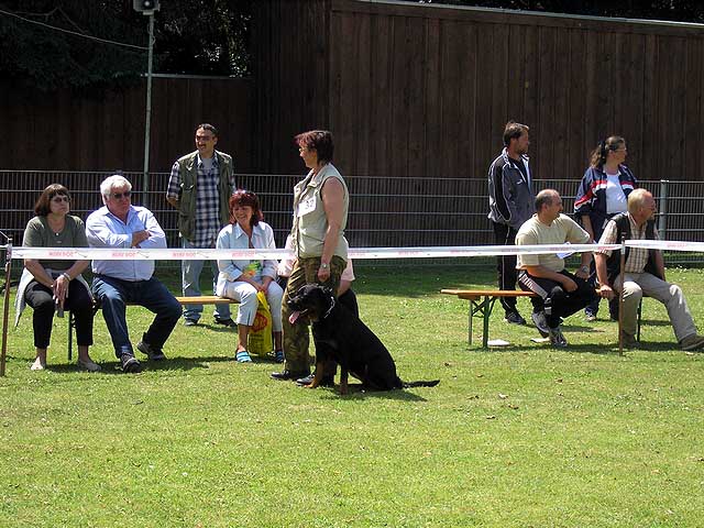 Eifelschau der Rottweiler