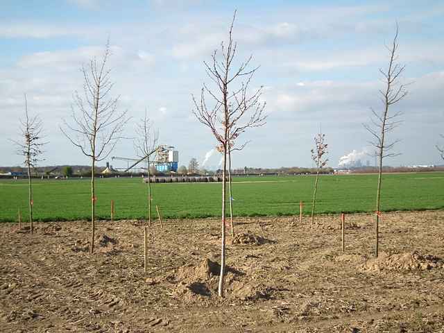 Neue Bume bei Dorsfeld