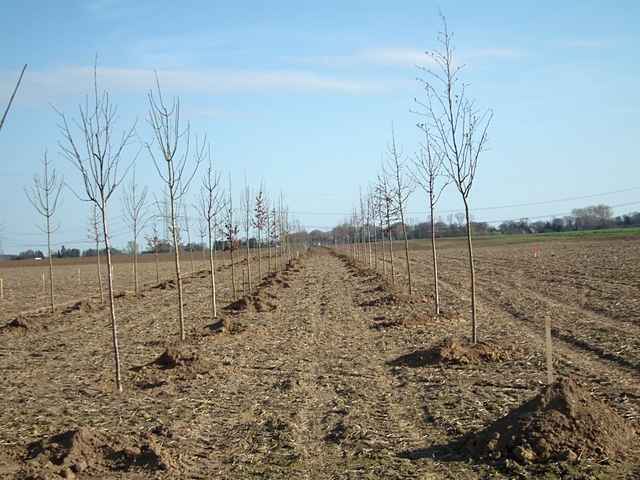 Neue Bume bei Dorsfeld