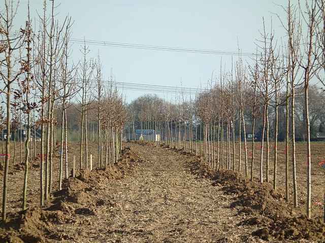 Neue Bume bei Dorsfeld