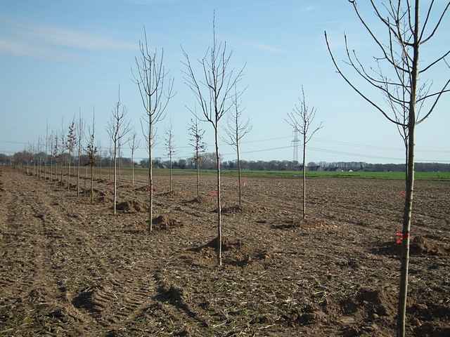 Neue Bume bei Dorsfeld