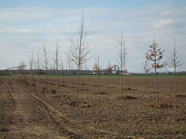 Neue Bume bei Dorsfeld