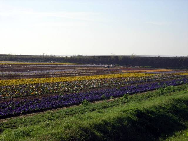 Stiefmtterchen auf dem Katharinenhof