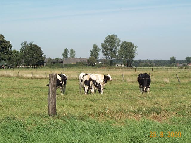 Tierische Einwohner