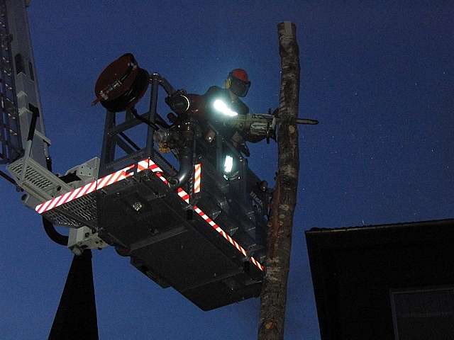 Maibaum angesgt