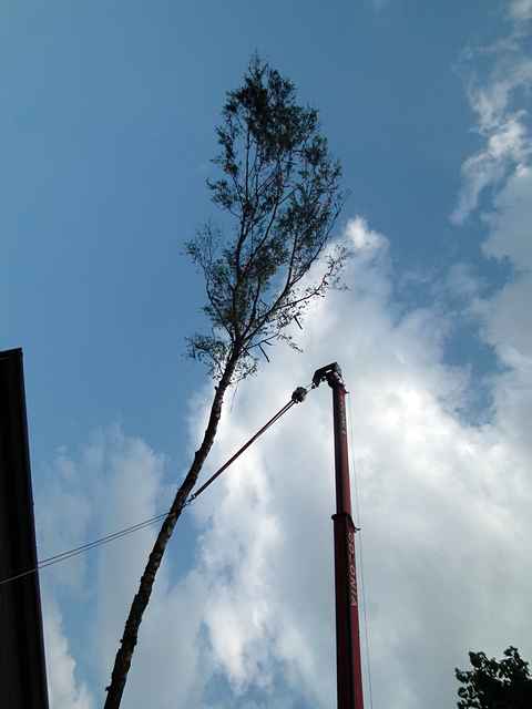 Maibaum der Feuerwehr