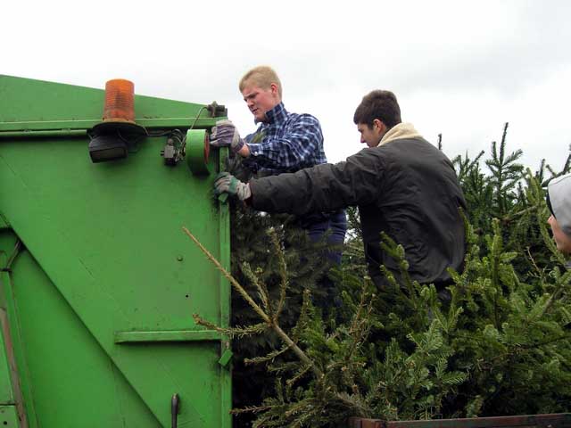 Weihnachtsbaum-Sammlung 2005