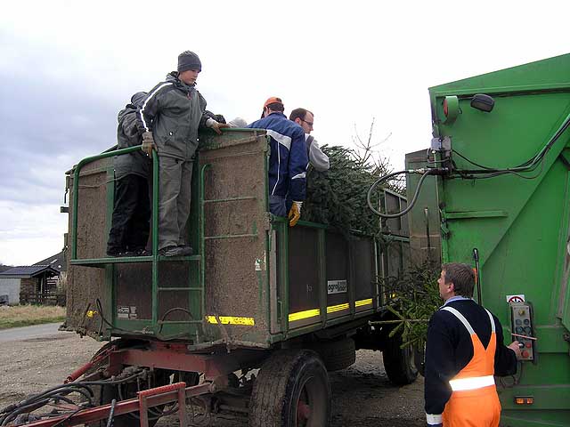 Weihnachtsbaum-Sammlung 2005