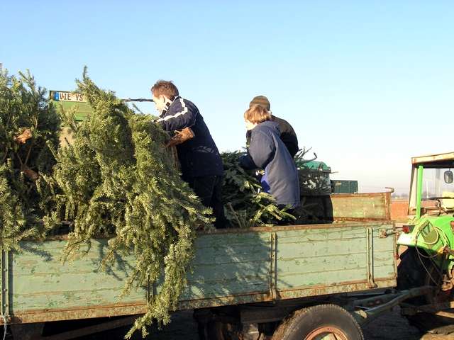 Weihnachtsbaum-Sammlung 2006