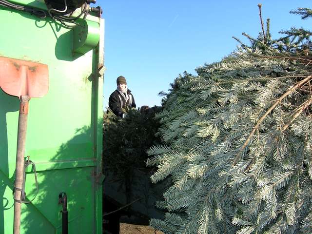 Weihnachtsbaum-Sammlung 2006