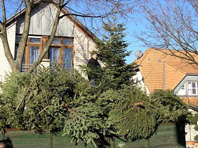 Weihnachtsbaum-Sammlung 2006