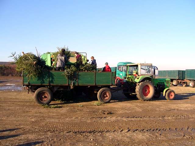 Weihnachtsbaum-Sammlung 2006