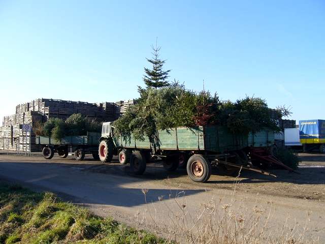 Weihnachtsbaum-Sammlung 2006