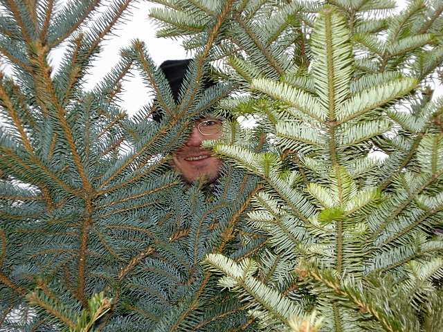 Weihnachtsbaum-Sammlung 2007