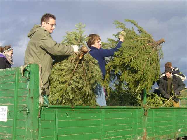 Weihnachtsbaum-Sammlung 2011