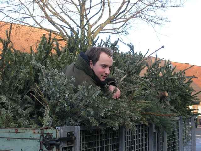 Weihnachtsbaum-Sammlung 2011