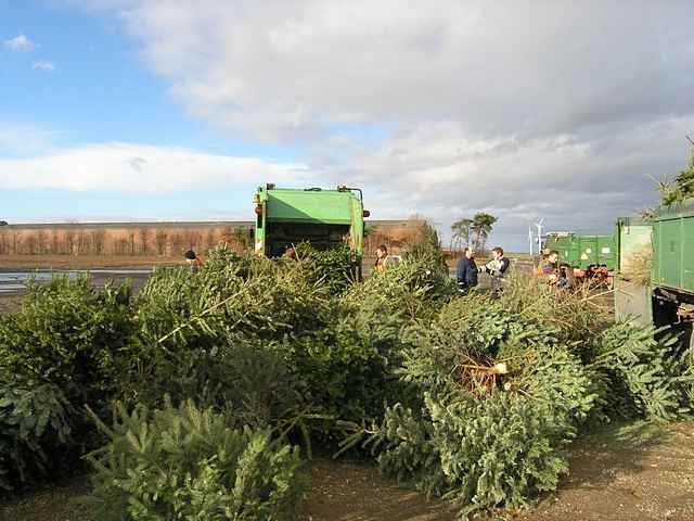 Weihnachtsbaum-Sammlung 2011