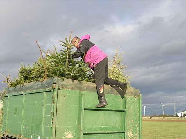 Weihnachtsbaum-Sammlung 2011