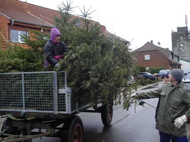 Weihnachtsbaum-Sammlung 2012