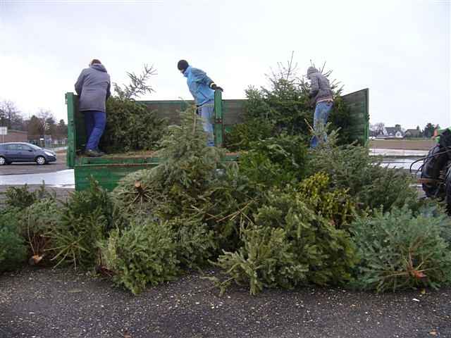 Weihnachtsbaum-Sammlung 2012