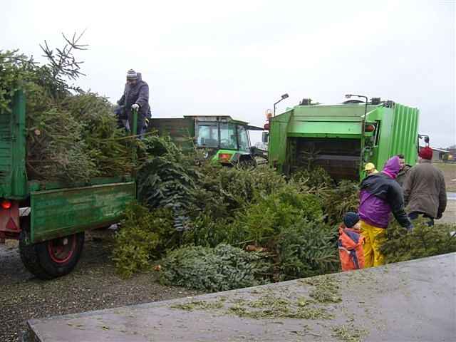 Weihnachtsbaum-Sammlung 2012