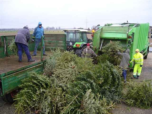 Weihnachtsbaum-Sammlung 2012