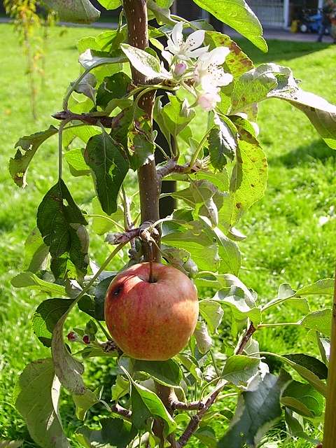 Blten im Herbst