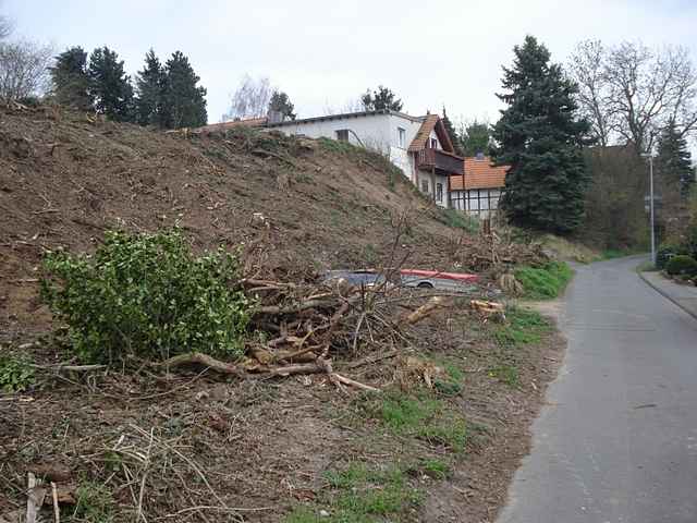 Kelzer Busch vor Aufforstung