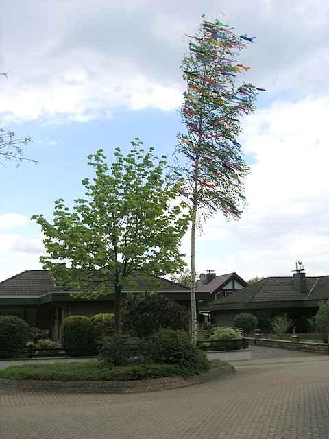 Maibaum der Mohle