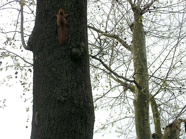 Maibaum der Jungschtzen