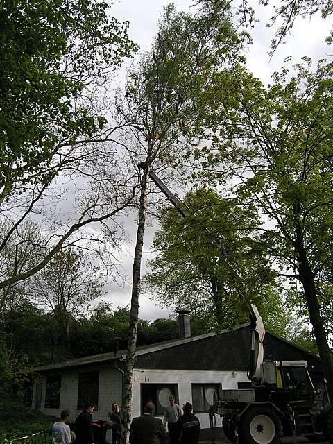 Maibaum der Jungschtzen