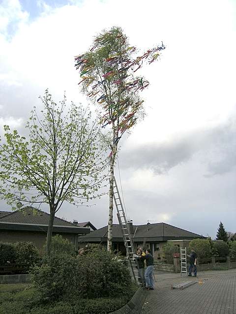 Maibaum 2006 der Mohle