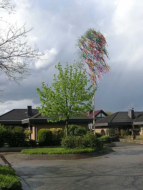 Maibaum der Mohle