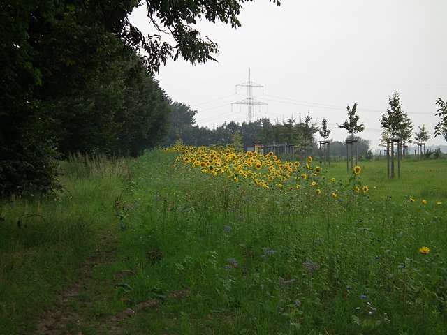 Sonnenblumen in Bergerhausen