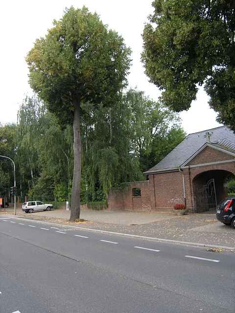 Baum am Friedhof