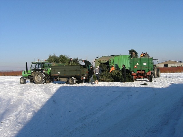 Weihnachtsbaum-Sammlung 2009