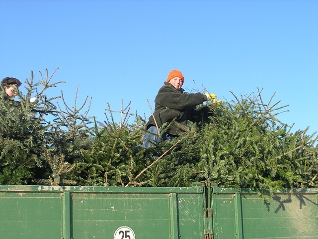 Weihnachtsbaum-Sammlung 2009