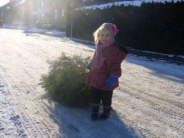 Weihnachtsbaum-Sammlung 2009