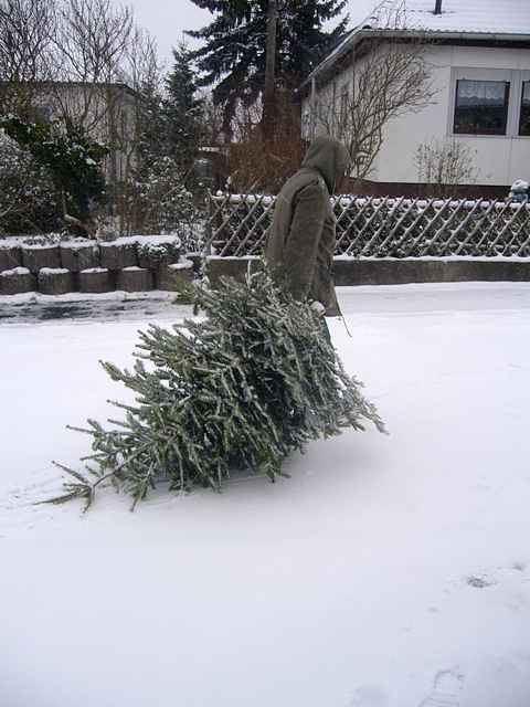 Weihnachtsbaum-Sammlung 2010
