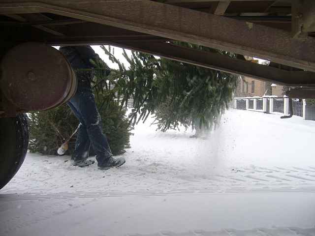 Weihnachtsbaum-Sammlung 2010