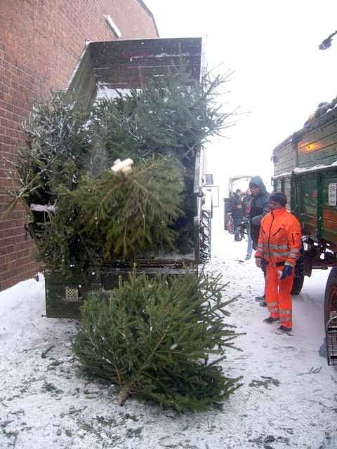 Weihnachtsbaum-Sammlung 2010