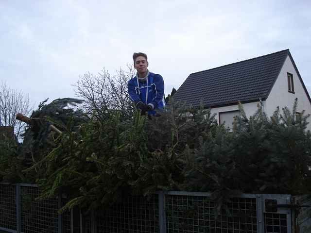 Weihnachtsbaum-Sammlung 2014