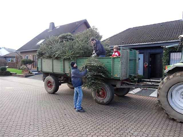 Weihnachtsbaum-Sammlung 2014