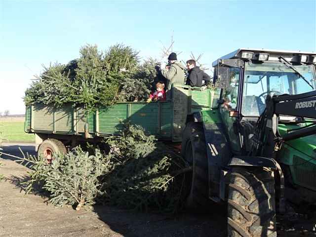 Weihnachtsbaum-Sammlung 2014