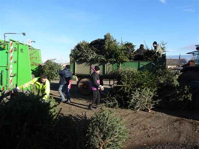 Weihnachtsbaum-Sammlung 2014