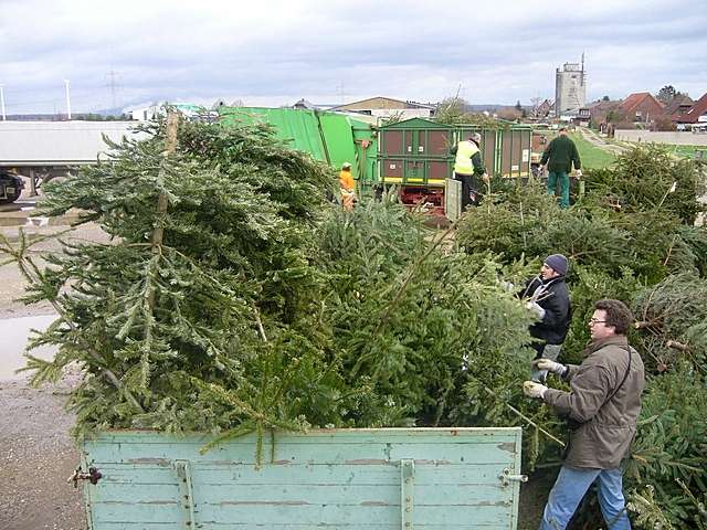 Weihnachtsbaum-Sammlung 2007