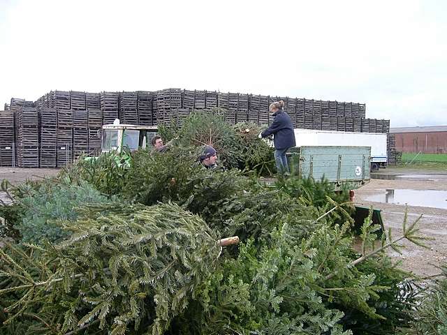 Weihnachtsbaum-Sammlung 2007