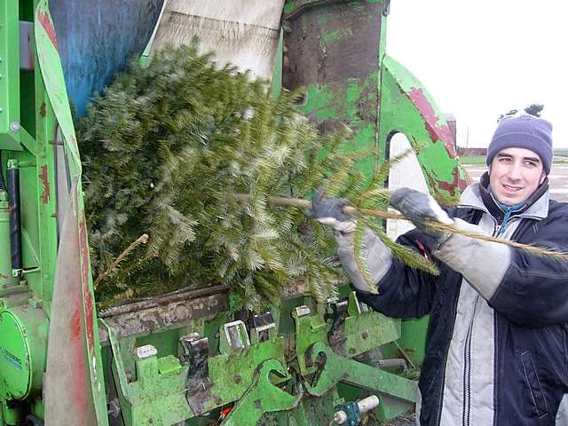 Weihnachtsbaum-Sammlung 2007